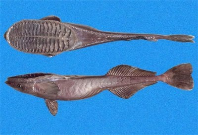 懒惰的吸盘鱼根本不会吸,躺赢好手,却沦为钓鱼工具