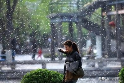 ​柳絮柳絮漫天飞