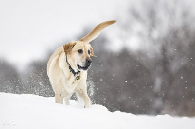 ​《忠爱无言》这是一个关于狗的故事