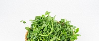​春天到，苜蓿菜悄然登场！它竟是“营养宝藏”，你知道怎么吃吗？