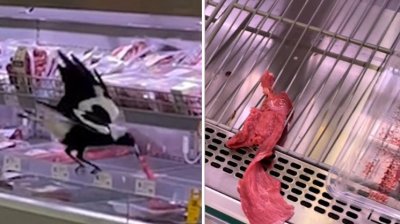 ​澳大利亚一只喜鹊在超市偷吃牛排 网友调侃“怪不得没肉可买”