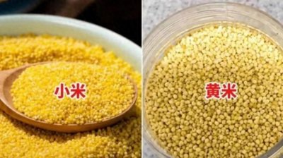 ​一个叫小米，一个叫黄米，同样是粗粮，区别可大了，别再买错！